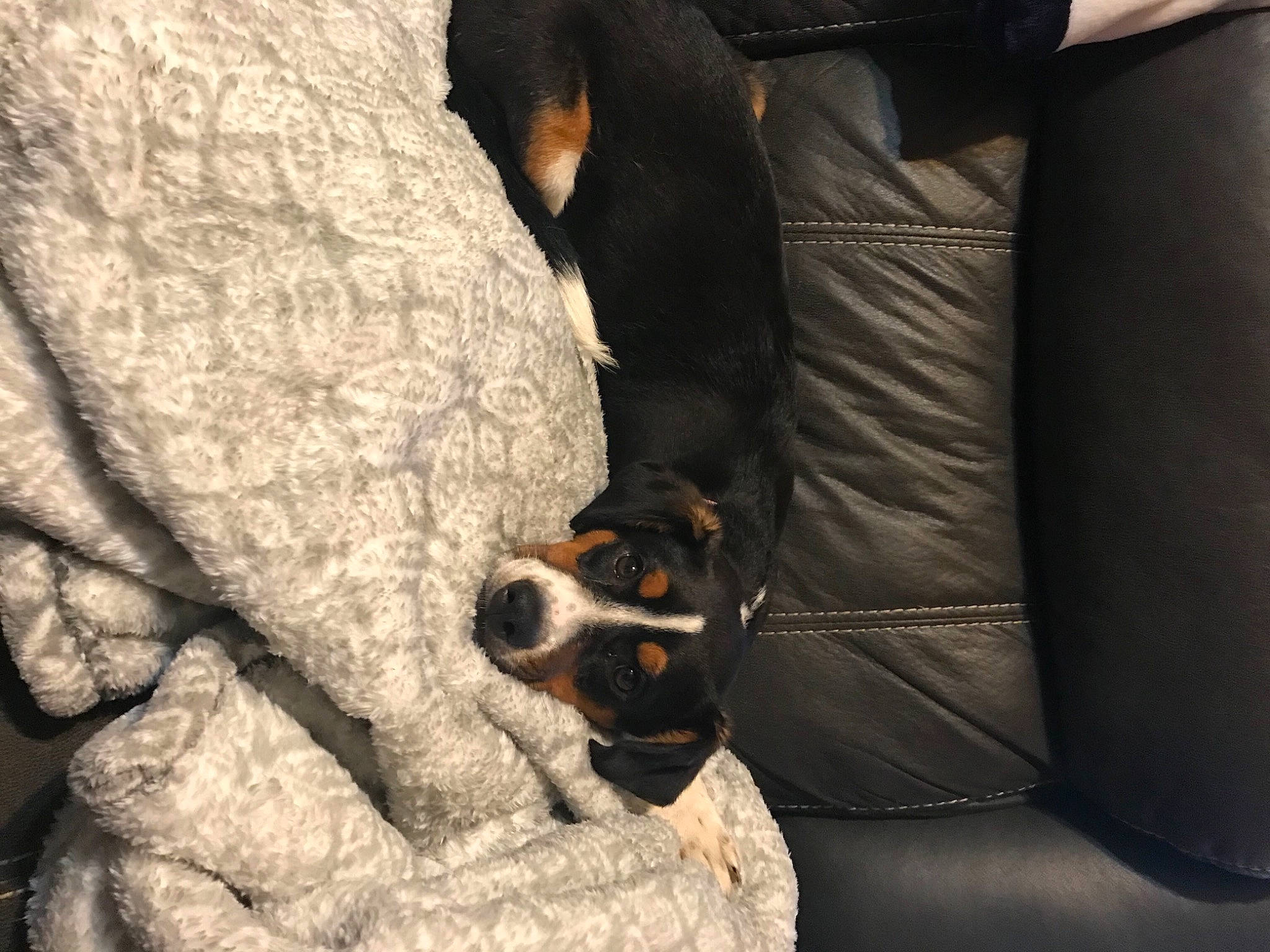 Nala is registered to the contest to win money with this photo: canidae, carnivore, comfort, companion_dog, couch, dog, dog_breed, fawn, fur, guard_dog, human_leg, nap, paw, sitting, snout, sporting_group, sunglasses, toy_dog, whiskers, working_animal