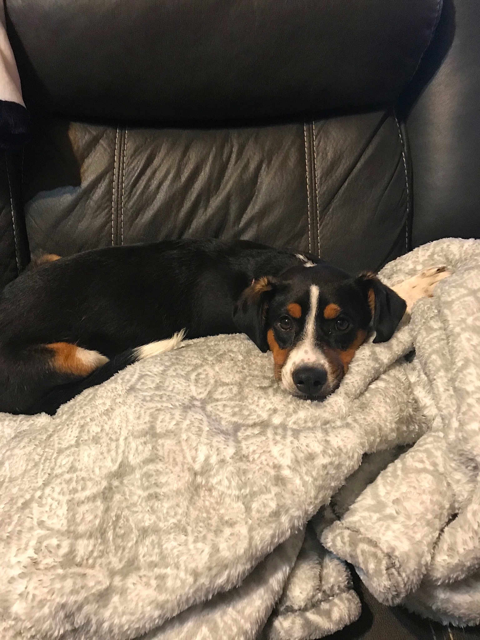 Nala