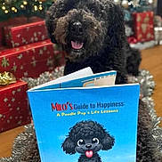 Milo joined the competition — help win amazing prizes! animal, book, celebration, christmas_tree, cute, decorations, dog, festive, floor, fur, happy, holiday, indoor, pet, poodle, portrait, presents, reading, smiling, toy