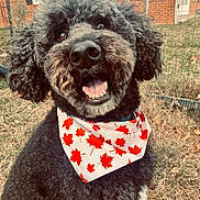 Milo is registered to the contest to win money with this photo: dog, black_dog, curly_fur, bandana, maple_leaves, outdoor, grass, fence, brick_house, happy, smiling, pet, animal, closeup, portrait, fall, seasonal, canine, cute, friendly