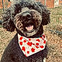 dog, black_dog, curly_fur, bandana, maple_leaves, outdoor, grass, fence, brick_house, happy, smiling, pet, animal, closeup, portrait, fall, seasonal, canine, cute, friendly