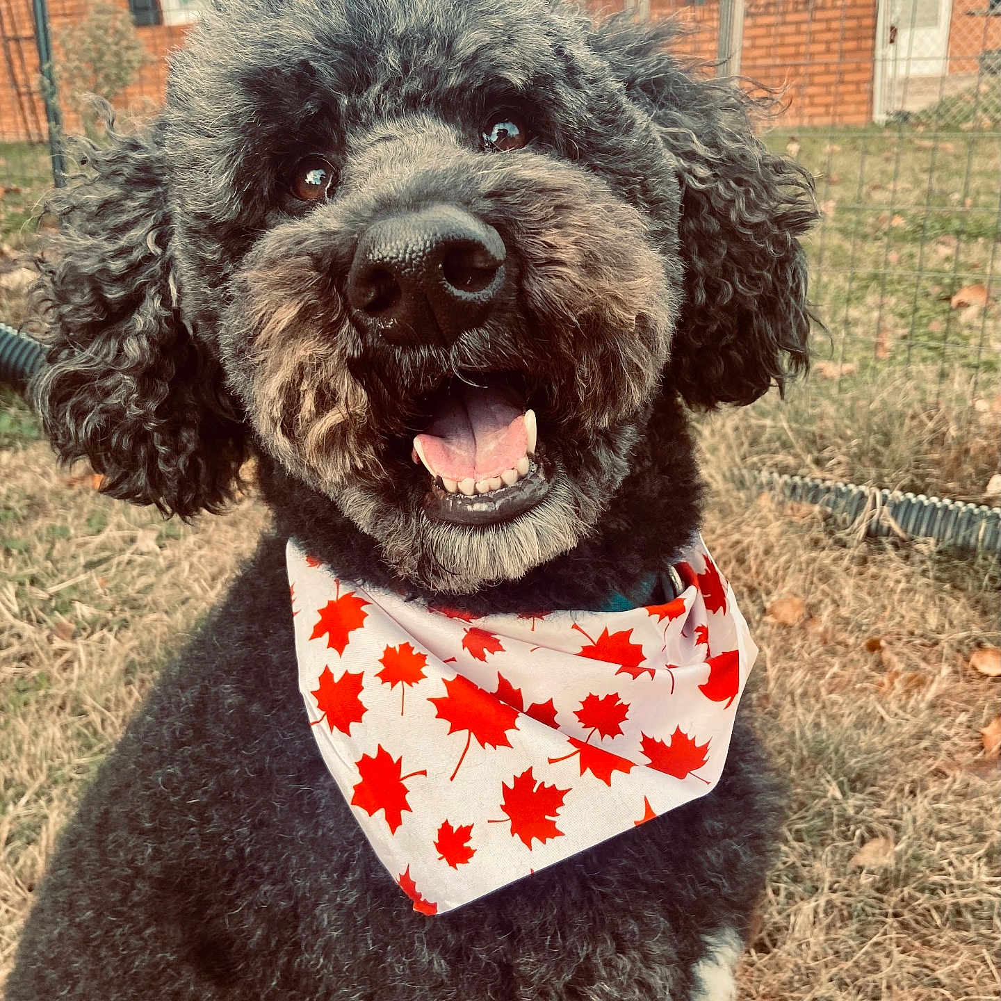 Milo is registered to the contest to win money with this photo: animal, bandana, black_dog, brick_house, canine, closeup, curly_fur, cute, dog, fall, fence, friendly, grass, happy, maple_leaves, outdoor, pet, portrait, seasonal, smiling