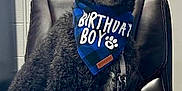 Milo joined the competition — help win amazing prizes! animal, bandana, birthday_boy_bandana, black_dog, canine, celebration, cute, desk, dog, fur, furniture, happy, indoor, leash, office, office_chair, pet, portrait, seated, smiling