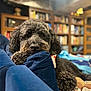 Milo joined the competition — help win amazing prizes! dog, black_dog, poodle, couch, blue_couch, indoor, home, bookshelf, resting, pet, cozy, fur, animal, relaxed, living_room, blanket, soft_lighting, close_up, curly_fur, comfort