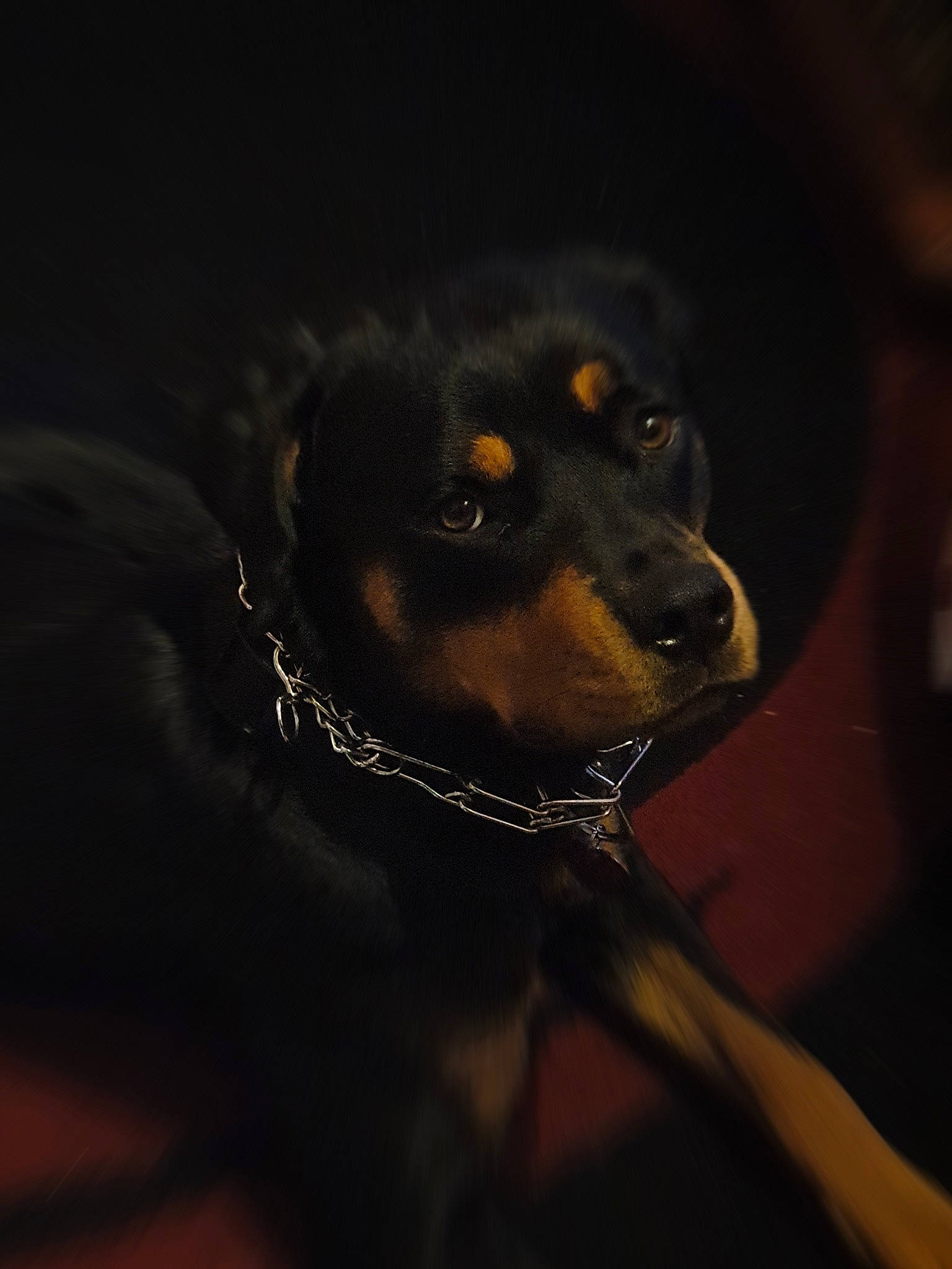 Olympe participe au concours pour gagner de l'argent avec cette photo : austrian_black_and_tan_hound, canidae, carnivore, dobermann, dog, dog_breed, ear, german_pinscher, guard_dog, huntaway, hunting_dog, mammal, night, pinscher, rottweiler, sky, snout, sporting_group, vertebrate, working_dog