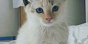 Mïa a rejoint le concours — aidez-le/la à gagner de superbes lots ! kitten, cat, blue_eyes, fluffy, white_bed, indoor, cute, pet, animal, feline, young, curious, sitting, soft_light, domestic, fur, whiskers, ears, nose, portrait
