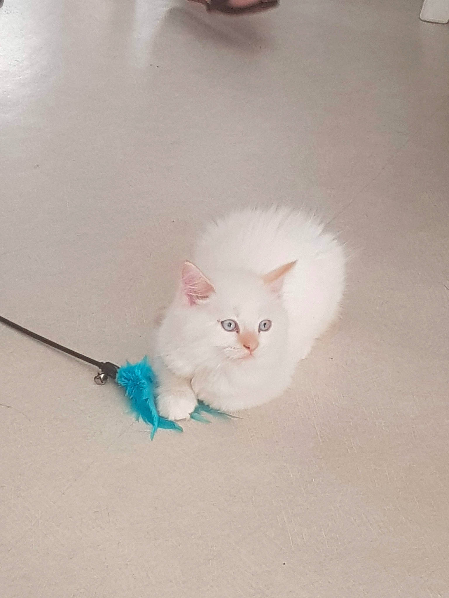 Pookie participe au concours pour gagner de l'argent avec cette photo : british_longhair, british_semi_longhair, carnivore, cat, domestic_long_haired_cat, eye, felidae, fur, kitten, mammal, napoleon_cat, persian, ragamuffin, ragdoll, skin, small_to_medium_sized_cats, tail, turkish_angora, turkish_van, whiskers