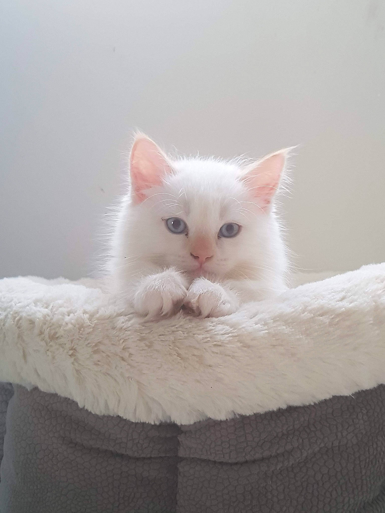 Pookie a rejoint le concours — aidez-le/la à gagner de superbes lots ! british_semi_longhair, burmilla, carnivore, cat, colorpoint_shorthair, domestic_long_haired_cat, fawn, felidae, fur, khao_manee, kitten, mammal, norwegian_forest_cat, ragamuffin, ragdoll, small_to_medium_sized_cats, turkish_angora, turkish_van, vertebrate, whiskers