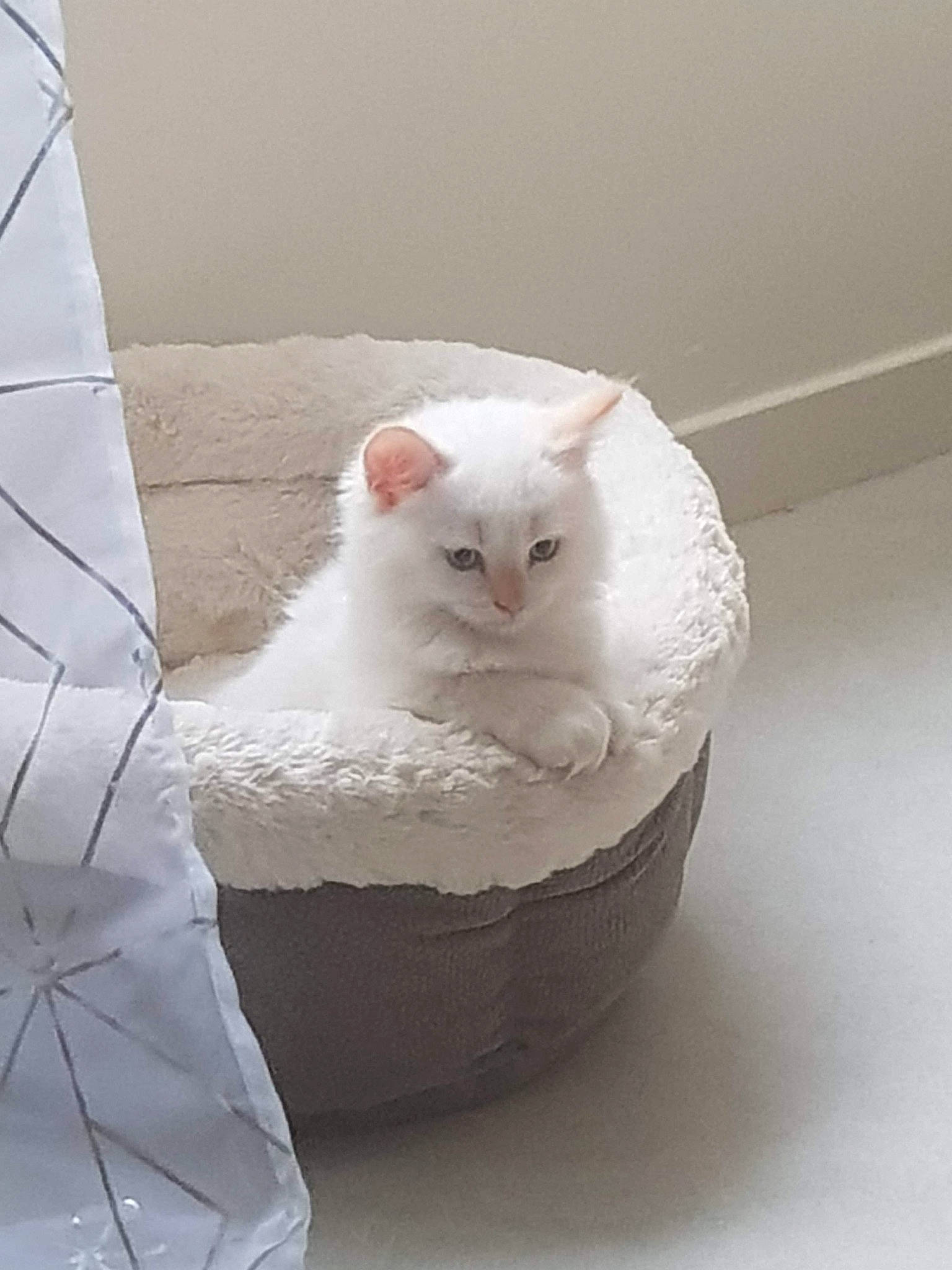 Pookie participe au concours pour gagner de l'argent avec cette photo : burmilla, carnivore, cat, cat_supply, colorpoint_shorthair, domestic_short_haired_cat, felidae, fur, khao_manee, kitten, ragdoll, small_to_medium_sized_cats, turkish_angora, turkish_van, whiskers, white