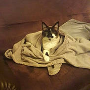 Matisse a rejoint le concours — aidez-le/la à gagner de superbes lots ! cat, blanket, brown_couch, indoor, pet, feline, cozy, relaxed, fur, animal, resting, comfort, living_room, home, cute, wrapped, snug, domestic, quiet, soft