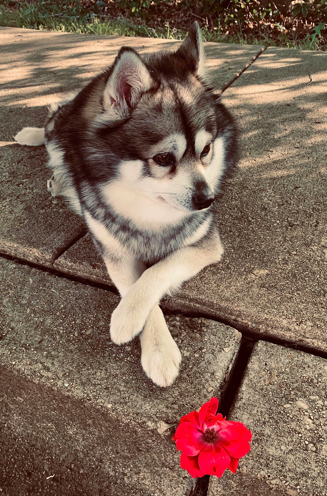 Dyno is registered to the contest to win money with this photo: asphalt, beauty, carnivore, companion_dog, dog_breed, eye, fawn, felidae, flower, grass, grey, human_body, petal, road_surface, sled_dog, small_to_medium_sized_cats, snout, tail, tints_and_shades, whiskers