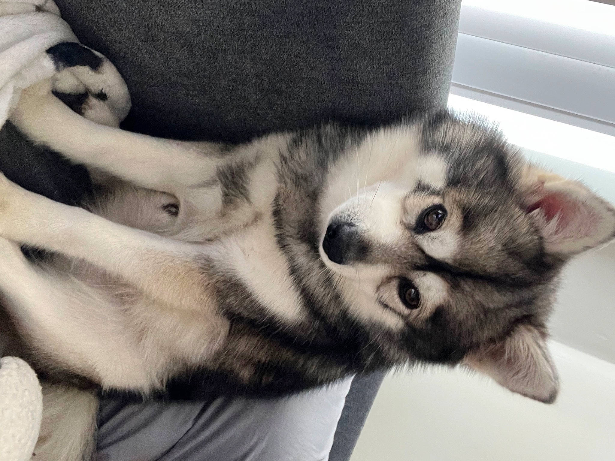 Dyno is registered to the contest to win money with this photo: canidae, carnivore, cat, claw, comfort, companion_dog, dog_breed, domestic_short_haired_cat, felidae, fur, monochrome, monochrome_photography, paw, sled_dog, small_to_medium_sized_cats, snout, tail, terrestrial_animal, whiskers, wildlife