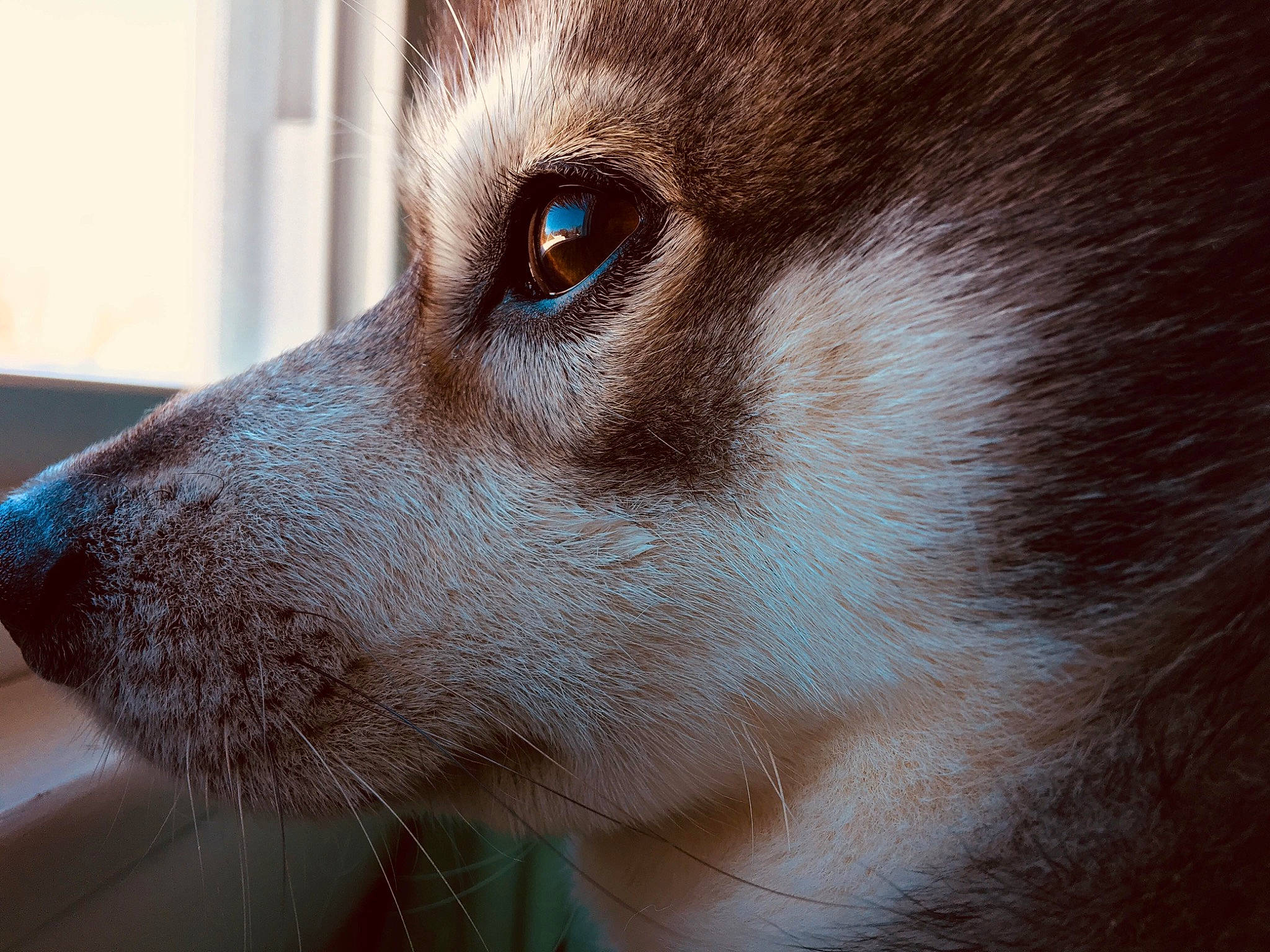 Dyno is registered to the contest to win money with this photo: canidae, carnivore, close_up, dog, dog_breed, ear, eye, eyebrow, fur, head, mammal, miniature_siberian_husky, nose, organ, siberian_husky, skin, snout, vertebrate, whiskers, wolfdog