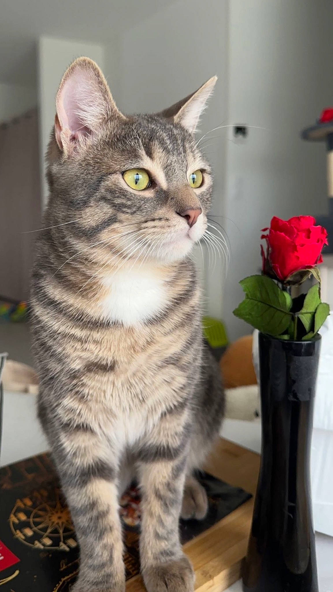 Tigrou participe au concours pour gagner de l'argent avec cette photo : carnivore, cat, domestic_short_haired_cat, felidae, flower, flower_arranging, flowerpot, fur, houseplant, hybrid_tea_rose, petal, plant, rose, small_to_medium_sized_cats, snout, tail, terrestrial_animal, vase, whiskers, window