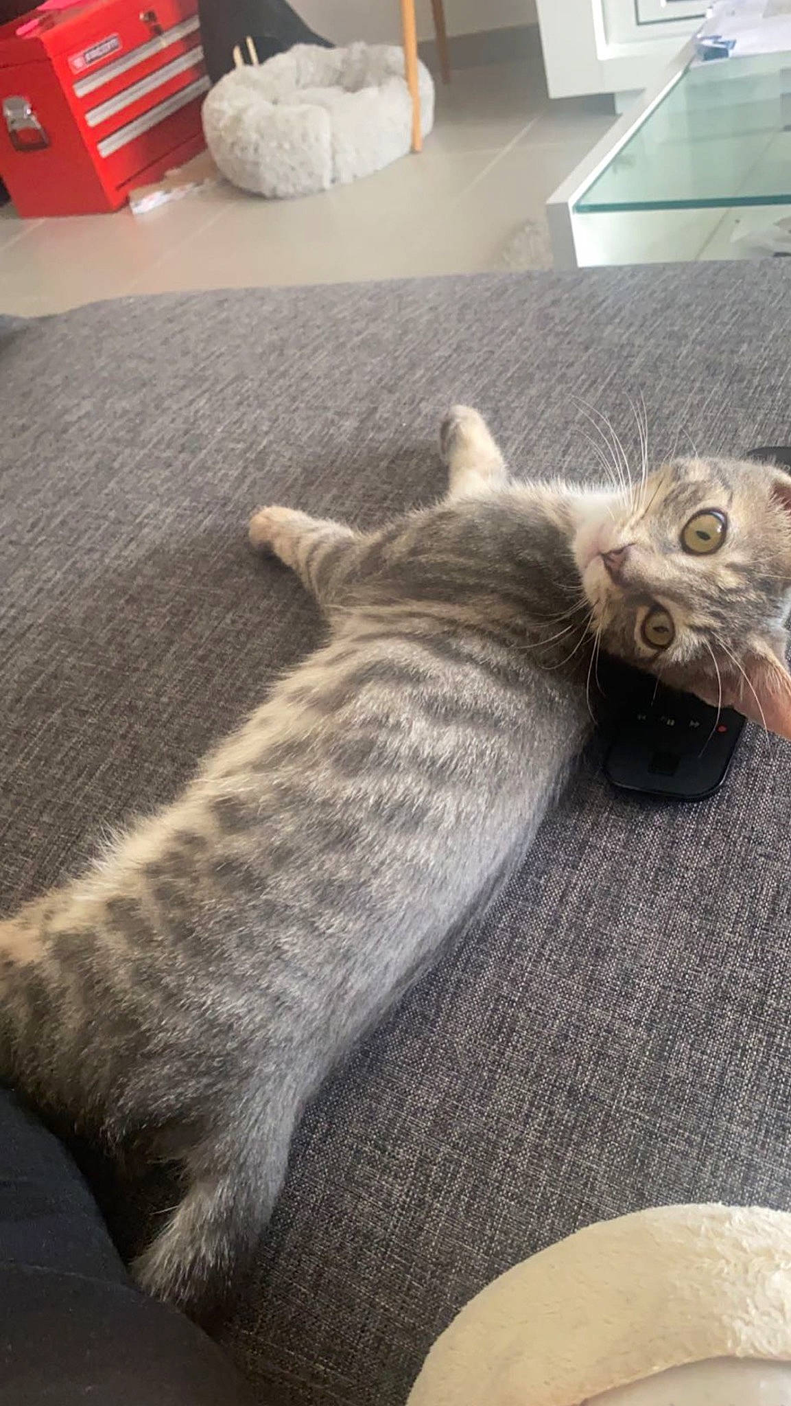 Tigrou a rejoint le concours — aidez-le/la à gagner de superbes lots ! carnivore, cat, claw, comfort, domestic_short_haired_cat, fawn, felidae, flooring, fur, grey, hardwood, metal, nap, paw, small_to_medium_sized_cats, snout, tail, thread, whiskers, wood