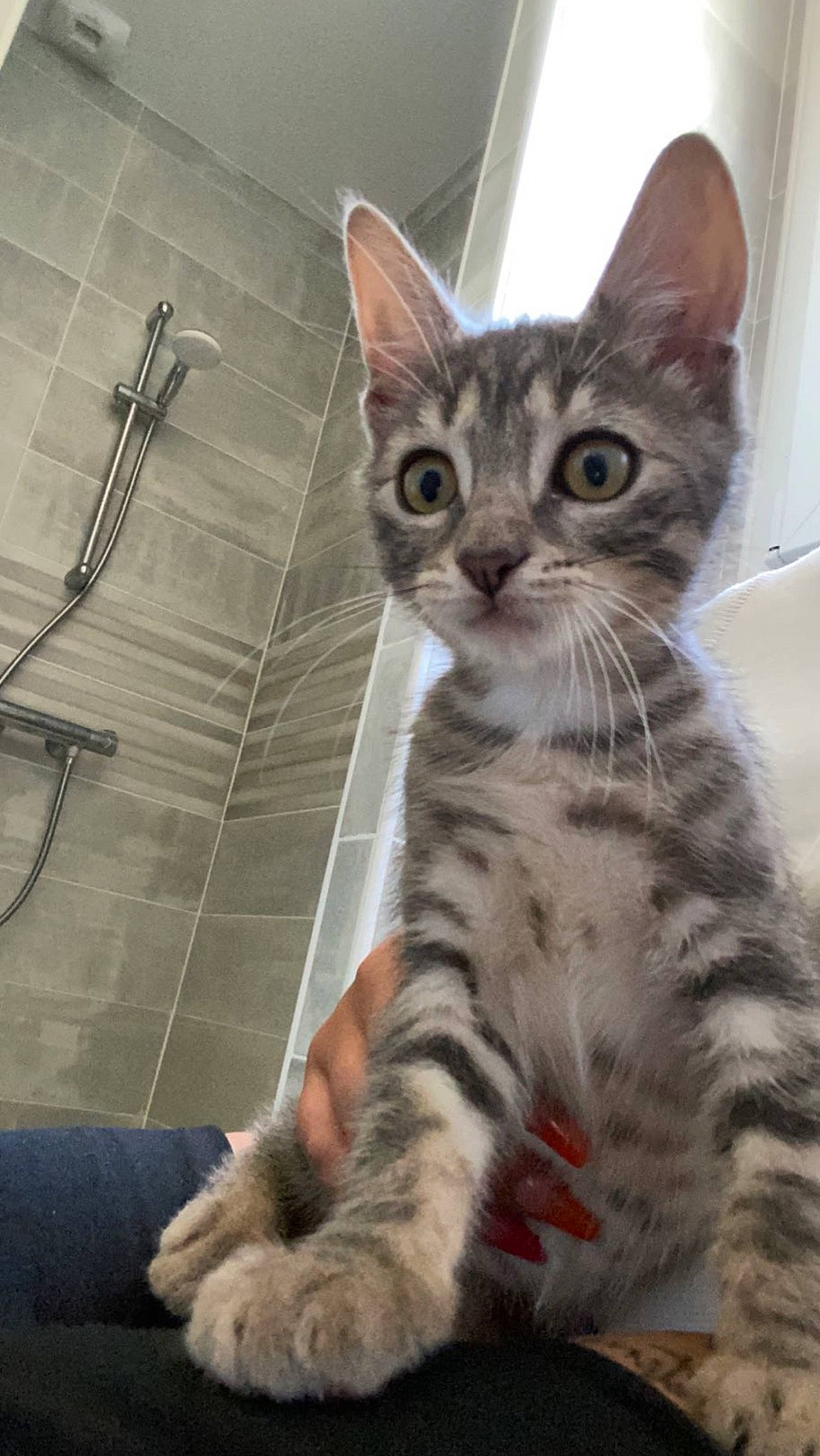 Tigrou participe au concours pour gagner de l'argent avec cette photo : carnivore, cat, domestic_short_haired_cat, felidae, foot, fur, paw, sitting, small_to_medium_sized_cats, snout, tail, terrestrial_animal, whiskers