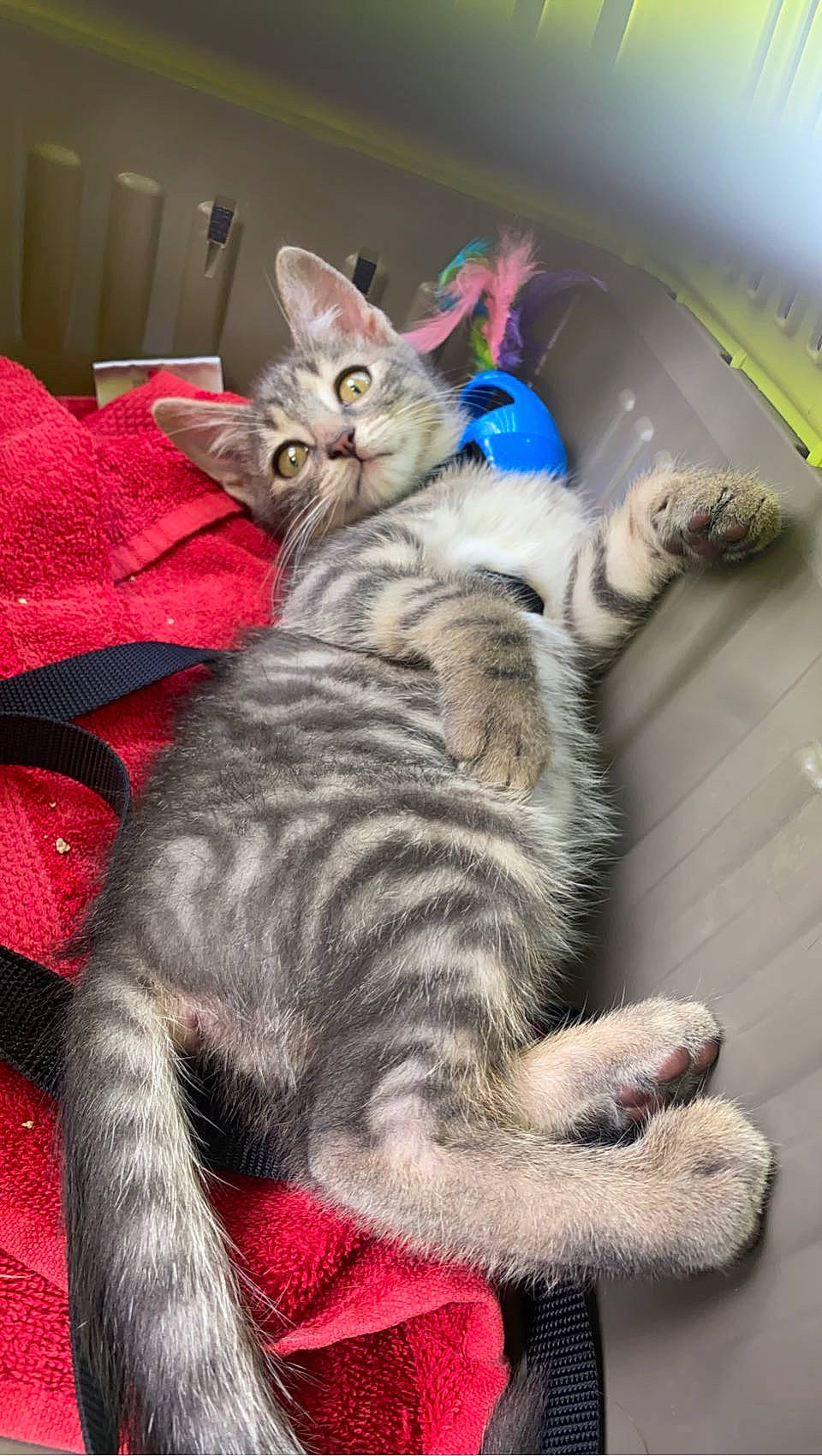 Tigrou participe au concours pour gagner de l'argent avec cette photo : carnivore, cat, cat_toy, claw, comfort, domestic_short_haired_cat, felidae, fur, paw, photo_caption, small_to_medium_sized_cats, tail, terrestrial_animal, whiskers