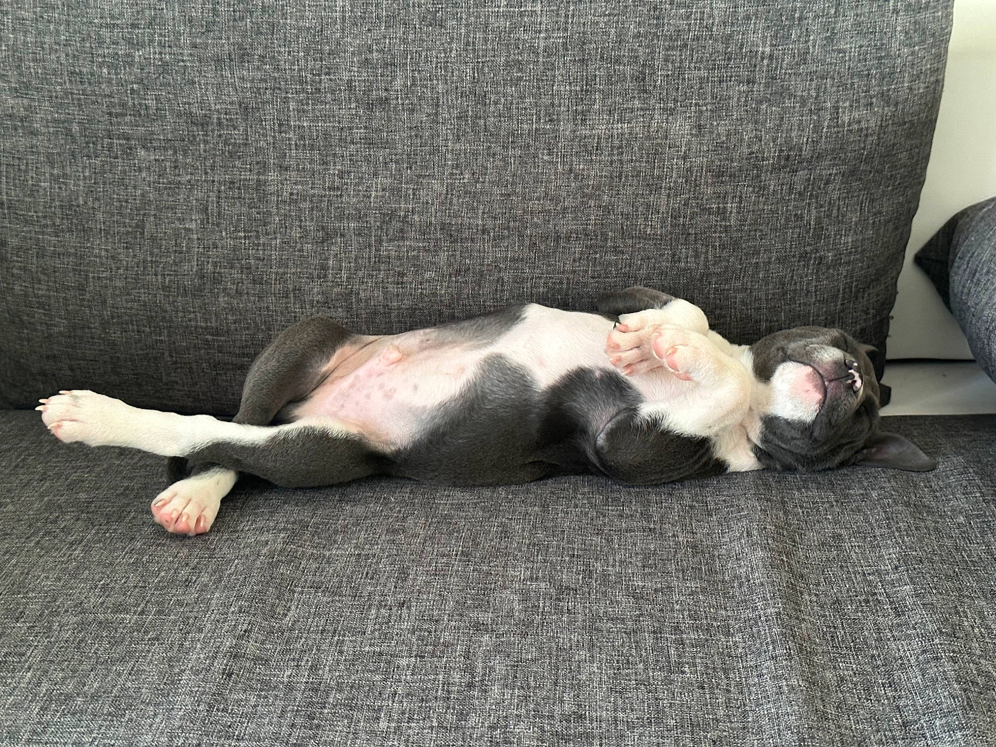 Oslo participe au concours pour gagner de l'argent avec cette photo : carnivore, comfort, companion_dog, couch, dog_breed, dress, fawn, felidae, floor, flooring, grey, human_leg, knee, paw, road_surface, small_to_medium_sized_cats, tail, thigh, whiskers, wood