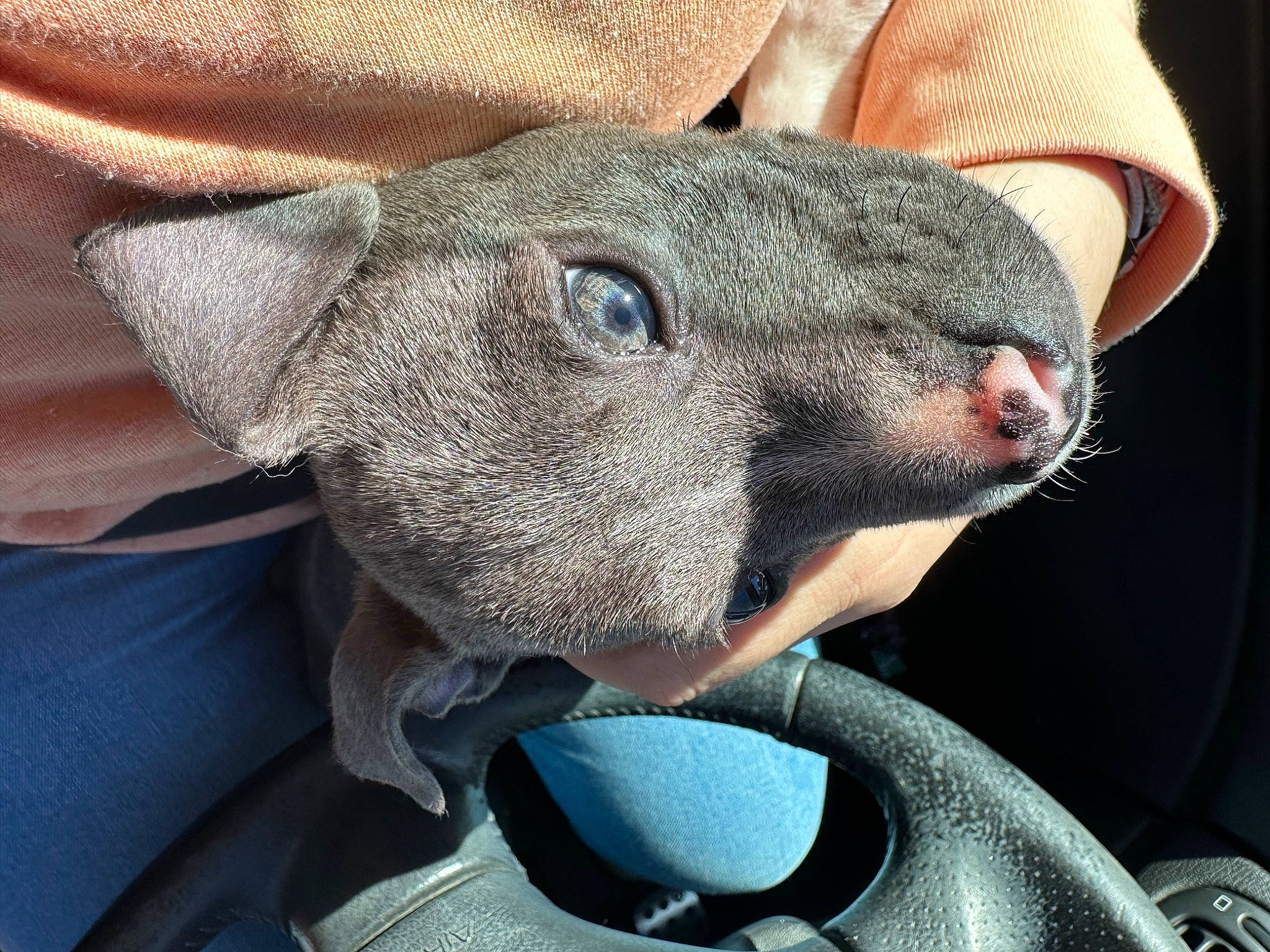 Oslo participe au concours pour gagner de l'argent avec cette photo : canidae, carnivore, comfort, companion_dog, dog_breed, domestic_short_haired_cat, electric_blue, fawn, felidae, fur, grey, paw, russian_blue, small_to_medium_sized_cats, snout, sporting_group, stuffed_toy, terrestrial_animal, whiskers, working_animal