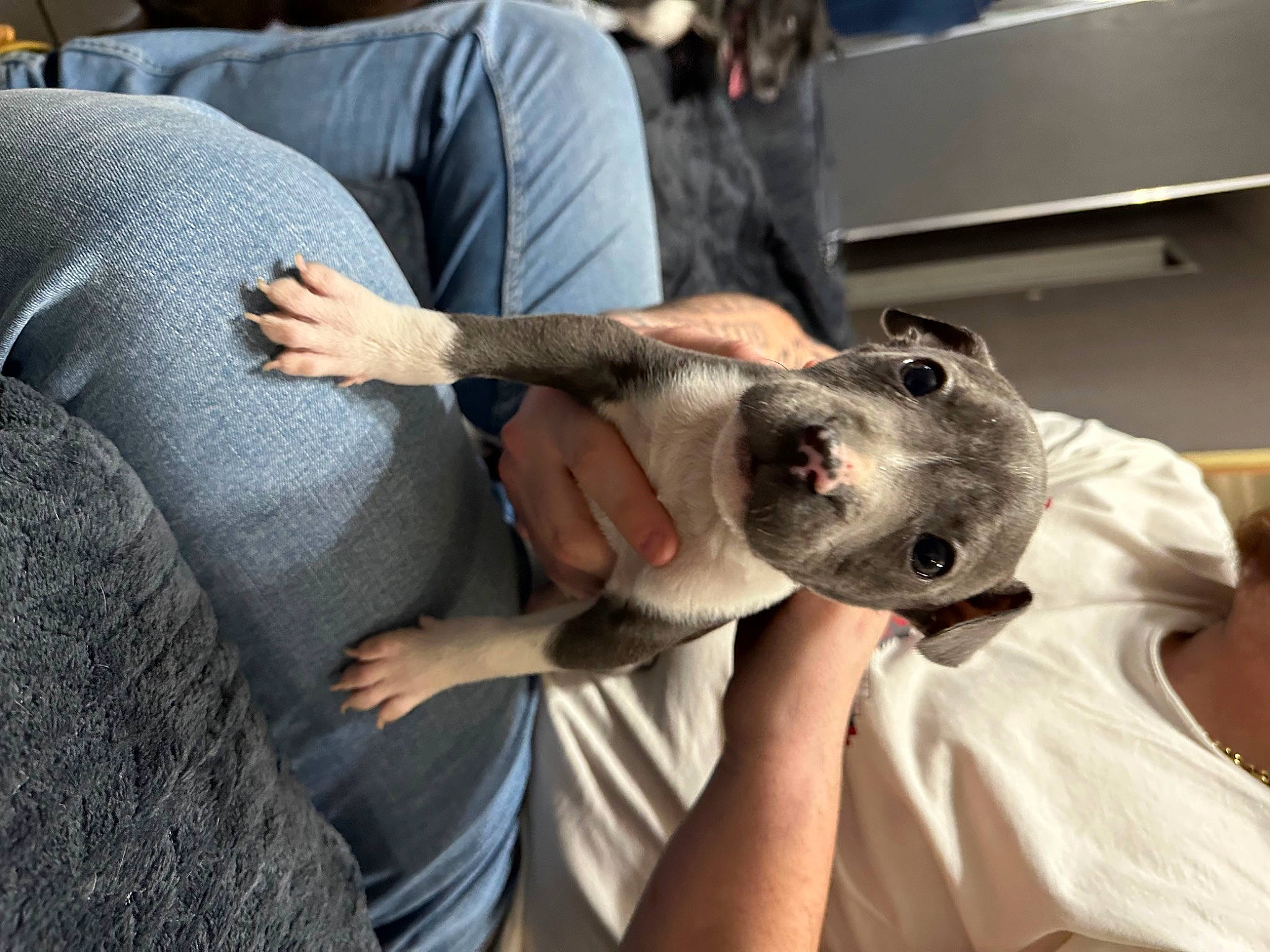 Oslo a rejoint le concours — aidez-le/la à gagner de superbes lots ! canidae, carnivore, comfort, companion_dog, dog, dog_breed, fawn, fish, fur, gesture, non_sporting_group, puppy, snout, sporting_group, stethoscope, t_shirt, whiskers, working_animal