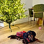 dog, pet, christmas_tree, holiday_lights, plaid_dress, wooden_floor, indoor, furniture, chair, decor, festive, black_dog, small_dog, canine, holiday_season, relaxed, cute, animal, living_room, warm_lighting