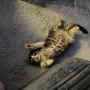 Grigou a rejoint le concours — aidez-le/la à gagner de superbes lots ! kitten, cat, fluffy, lying_down, raised_paw, soft_rug, indoor, pet, relaxed, cozy, furry, striped, small_animal, cute, playful, young_cat, whiskers, tail, paws, fur_pattern