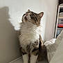Grigou participe au concours pour gagner de l'argent avec cette photo : cat, fluffy, sitting, bed, indoor, looking_up, curious, shadow, white_wall, furniture, shelf, clothing, natural_light, pet, domestic_animal, fur, whiskers, ears, paws, cozy
