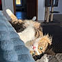 cat, green_eyes, fluffy, blanket, paw, cozy, sunlight, indoor, home, curious, stretching, furniture, cat_tree, soft_texture, relaxing, pet, mammal, whiskers, tabby, playful