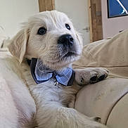 Murphy is registered to the contest to win money with this photo: accessories, adult, animal, canine, computerhardware, couch, dog, electronics, face, formalwear, furniture, hardware, male, man, monitor, person, pet, puppy, screen, tie