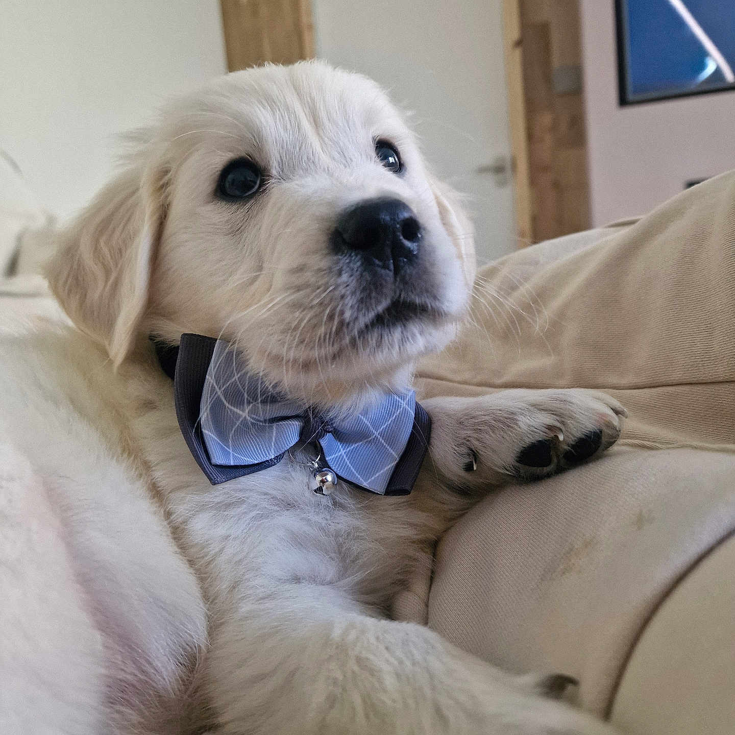 Murphy is registered to the contest to win money with this photo: accessories, adult, animal, canine, computerhardware, couch, dog, electronics, face, formalwear, furniture, hardware, male, man, monitor, person, pet, puppy, screen, tie