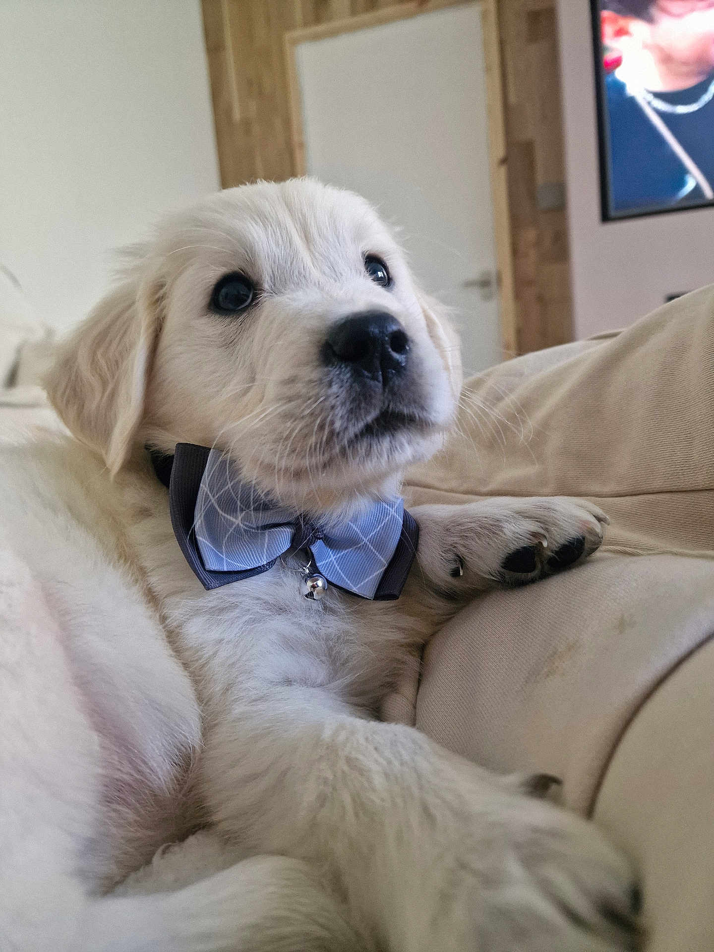 Murphy is registered to the contest to win money with this photo: accessories, adult, animal, canine, computerhardware, couch, dog, electronics, face, formalwear, furniture, hardware, male, man, monitor, person, pet, puppy, screen, tie