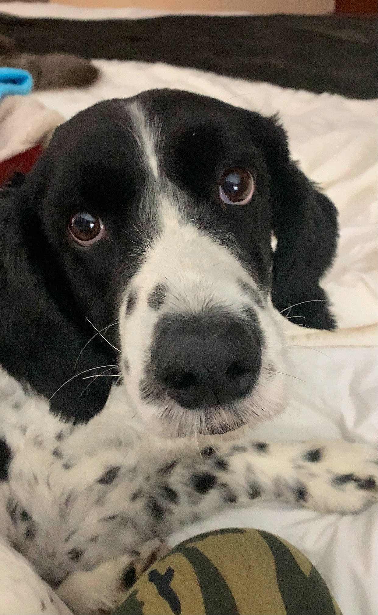 Jesse is registered to the contest to win money with this photo: canidae, carnivore, companion_dog, dog, dog_breed, fur, gun_dog, mammal, metal, monochrome, monochrome_photography, non_sporting_group, pattern, puppy_love, snout, spaniel, sporting_group, style, whiskers, working_animal