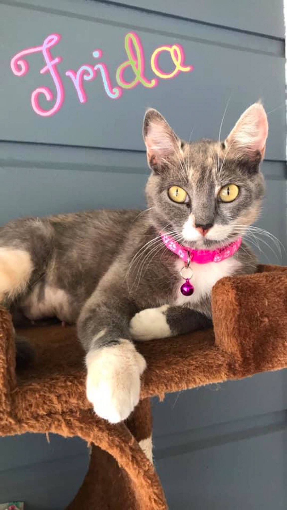 Frida is registered to the contest to win money with this photo: carnivore, cat, cat_supply, cat_toy, claw, domestic_short_haired_cat, eye, fawn, felidae, font, fur, handwriting, paw, pet_supply, photo_caption, small_to_medium_sized_cats, snout, tail, terrestrial_animal, whiskers