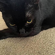 Shady is registered to the contest to win money with this photo: black_cat, cat, pet, animal, feline, close_up, yellow_eyes, lying_down, carpet, fur, whiskers, indoor, texture, face, portrait, expression, mood, domestic_cat, resting, eyes