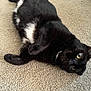 cat, black_cat, white_patch, lying_down, carpet, indoor, pet, feline, fur, whiskers, curious, eyes, relaxed, animal, domestic, cute, closeup, playful, resting, cozy