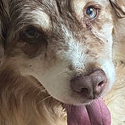 Frakass a rejoint le concours — aidez-le/la à gagner de superbes lots ! dog, close_up, tongue_out, fur, brown_and_white, pet, animal, face, cute, domestic_animal, muzzle, whiskers, canine, portrait, friendly, tongue, nose, eyes, fluffy, happy