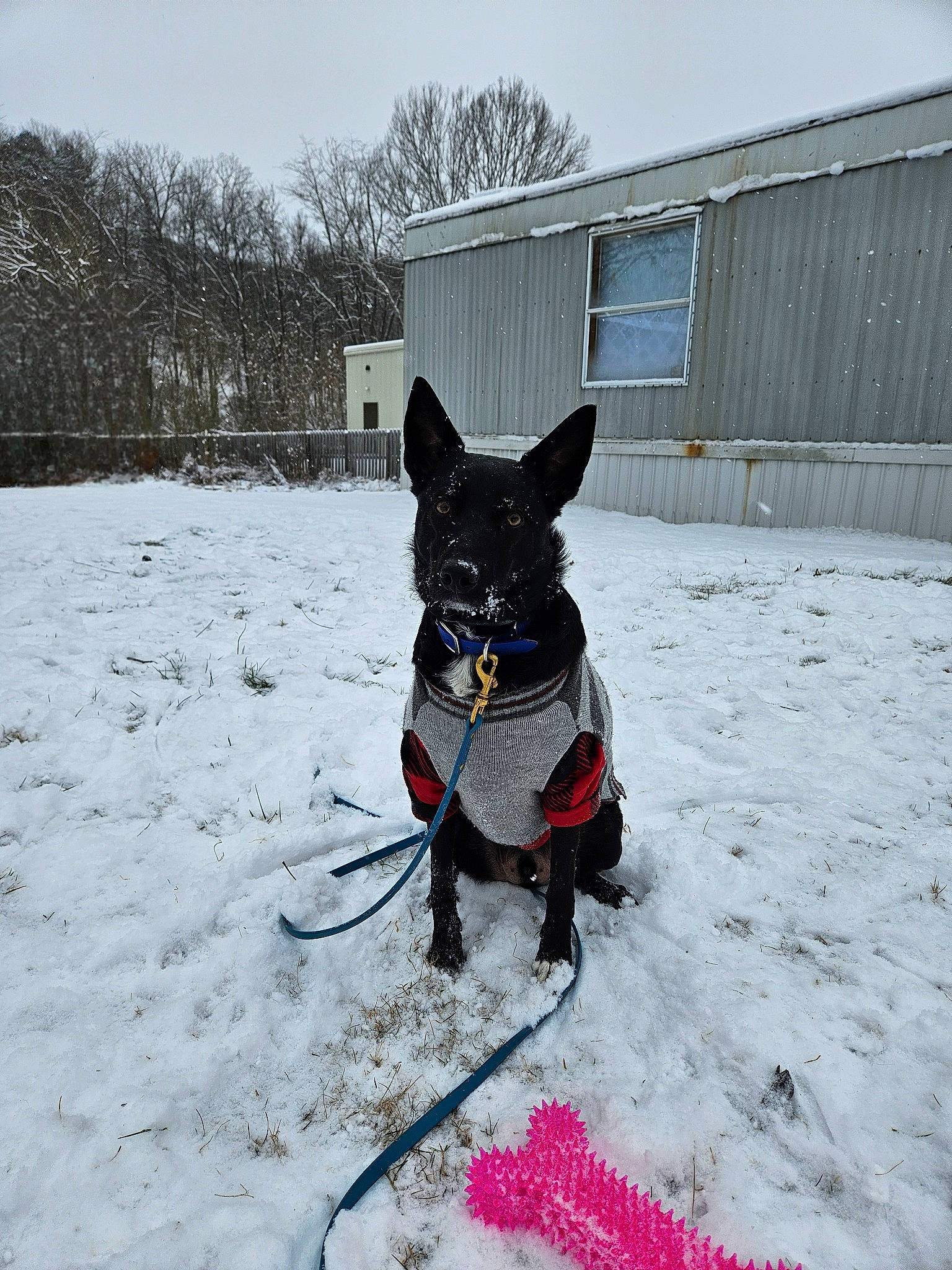 Jericho is registered to the contest to win money with this photo: canidae, carnivore, collar, companion_dog, dog, dog_breed, dog_collar, dog_supply, freezing, leash, mammal, recreation, sky, snow, sporting_group, tail, tree, vertebrate, window, winter