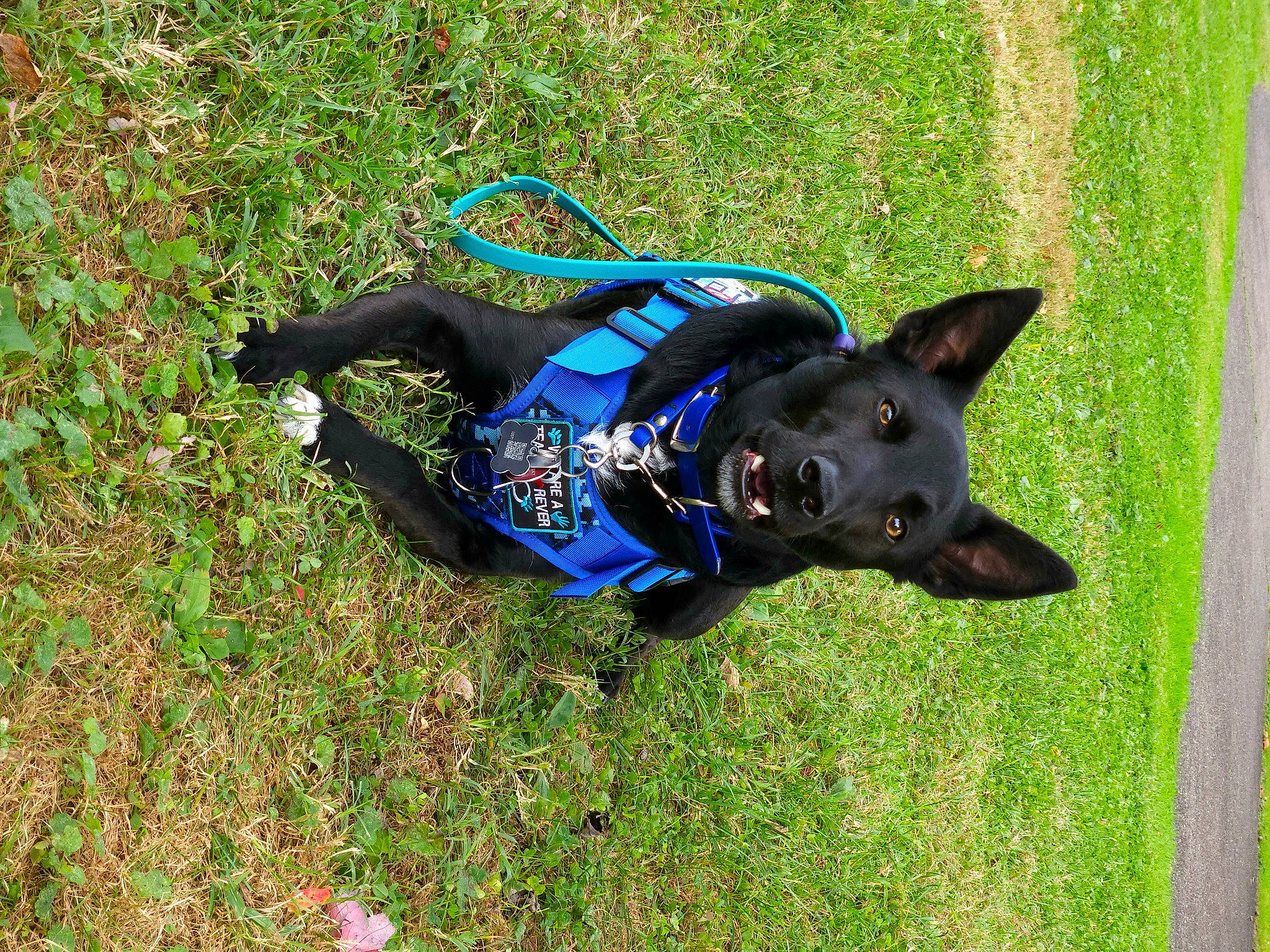 Jericho is registered to the contest to win money with this photo: canidae, carnivore, collar, companion_dog, dog, dog_breed, dog_collar, dog_supply, electric_blue, fashion_accessory, grass, guard_dog, plant, sculpture, snout, sporting_group, tail, terrestrial_animal, working_animal, working_dog