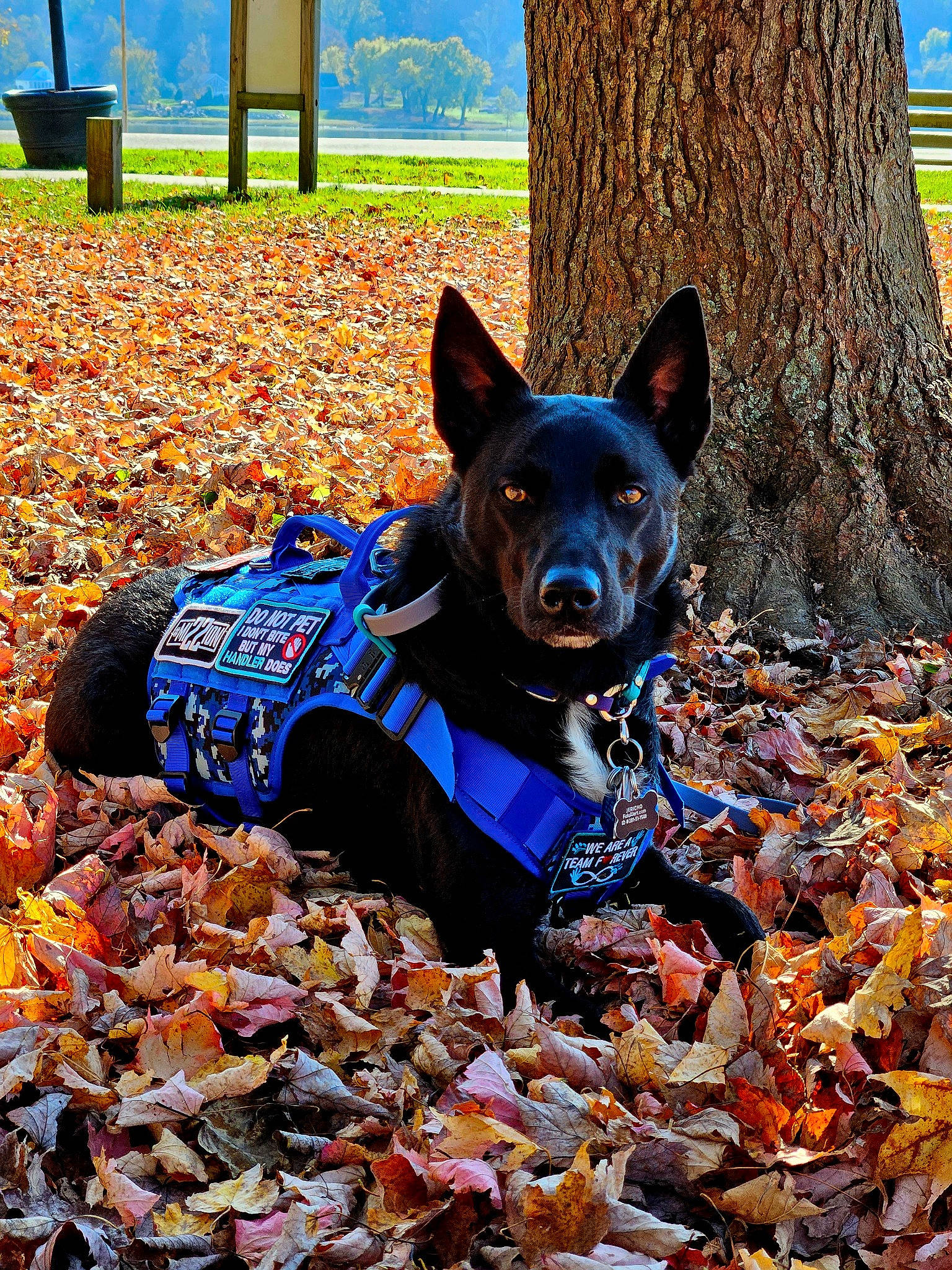 Jericho joined the competition — help win amazing prizes! autumn, canidae, carnivore, companion_dog, deciduous, dog, dog_breed, dog_supply, electric_blue, grass, herding_dog, leaf, soil, sporting_group, terrestrial_animal, tints_and_shades, tree, trunk, wood, working_animal