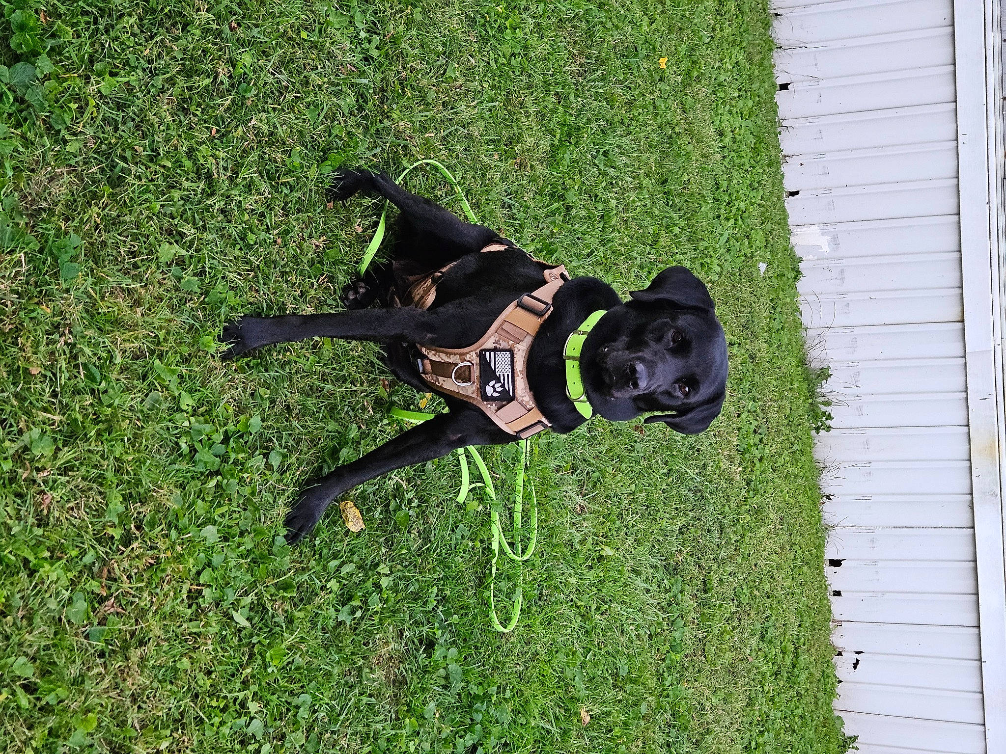 Allie is registered to the contest to win money with this photo: canidae, carnivore, companion_dog, dog, dog_breed, dog_collar, dog_supply, grass, guard_dog, hunting_dog, leash, non_sporting_group, personal_protective_equipment, pet_supply, plant, recreation, sporting_group, tail, working_animal, working_dog