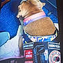 service_dog, dog, harness, patches, blue_carpet, lying_down, collar, pink_collar, purple_collar, working_dog, indoor, blanket, text, warning, no_pet, resting, canine, animal, obedient, accessory