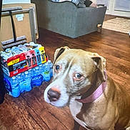 Sasha is registered to the contest to win money with this photo: dog, living_room, wooden_floor, couch, person, headphones, phone, bottled_water, energy_drinks, pink_collar, floor, indoor, furniture, pet, brown_dog, seated_person, household_items, relaxed, domestic, curious