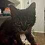 Onyx is registered to the contest to win money with this photo: kitten, cat, indoor, close_up, blurry, ears, eyes, fur, blanket, kitchen, cabinet, floor, curious, pet, animal, feline, young, home, domestic, cozy
