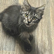 Onyx joined the competition — help win amazing prizes! kitten, cat, pet, animal, fur, eyes, floor, wooden_floor, feline, cute, small, young, curious, whiskers, shadow, indoor, domestic, mammal, looking_up, fluffy
