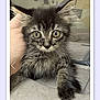 Onyx is registered to the contest to win money with this photo: kitten, cat, pet, furry, wide_eyes, indoor, hand, curious, young, animal, fluffy, portrait, tabby, whiskers, ears, fur, face, looking, cute, domestic_animal