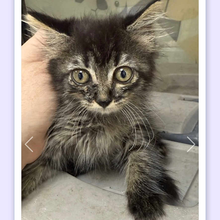 Onyx is registered to the contest to win money with this photo: animal, cat, curious, cute, domestic_animal, ears, face, fluffy, fur, furry, hand, indoor, kitten, looking, pet, portrait, tabby, whiskers, wide_eyes, young