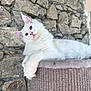 animal, cat, closeup, cozy, cute, ears, feline, fluffy, indoor, looking_up, paw, pet, pink_nose, portrait, relaxed, resting, scratching_post, stone_wall, whiskers, white_cat
