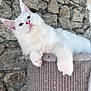 animal, cat, cat_tower, closeup, curious, cute, feline, fluffy, indoors, paw, pet, pink_ears, pink_nose, relaxed, resting, soft_fur, stone_wall, texture, whiskers, white_cat