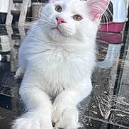 Aegon participe au concours pour gagner de l'argent avec cette photo : cat, white_cat, fluffy, indoor, floor, curious, ears, pink_nose, pet, animal, feline, cute, relaxed, reflection, household, furniture, closeup, whiskers, portrait, resting