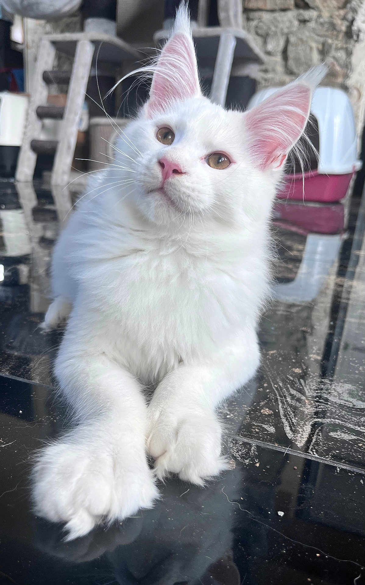 Aegon participe au concours pour gagner de l'argent avec cette photo : cat, white_cat, fluffy, indoor, floor, curious, ears, pink_nose, pet, animal, feline, cute, relaxed, reflection, household, furniture, closeup, whiskers, portrait, resting